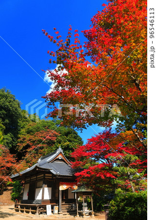 【愛媛県】晴天の西山興隆寺の紅葉 96546113