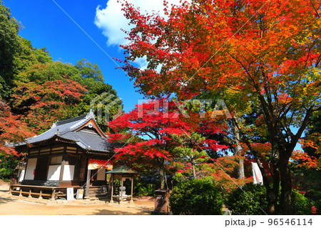 【愛媛県】晴天の西山興隆寺の紅葉 【愛媛県】晴天の西山興隆寺の紅葉 96546114