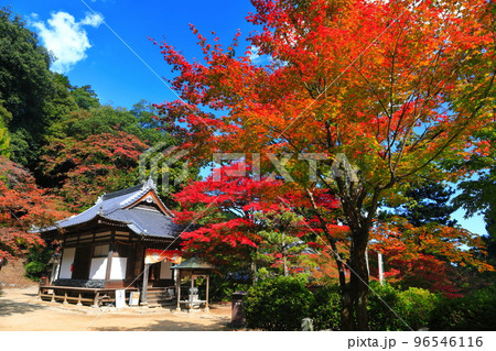 【愛媛県】晴天の西山興隆寺の紅葉 【愛媛県】晴天の西山興隆寺の紅葉 96546116