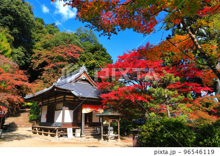 【愛媛県】晴天の西山興隆寺の紅葉 96546119