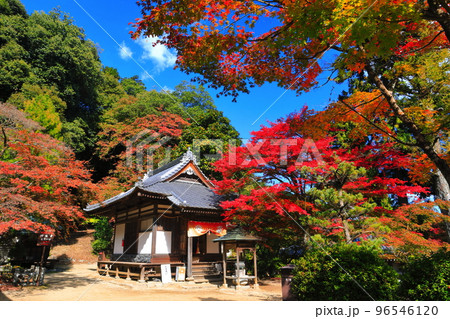 【愛媛県】晴天の西山興隆寺の紅葉 96546120