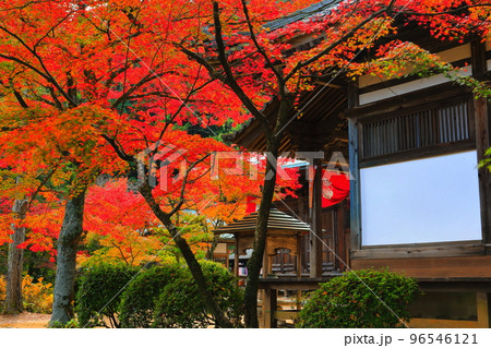 【愛媛県】晴天の西山興隆寺の紅葉 96546121