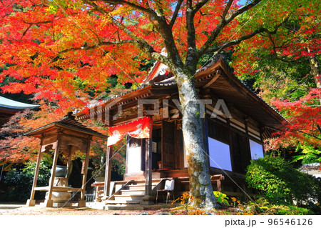 【愛媛県】晴天の西山興隆寺の紅葉 96546126