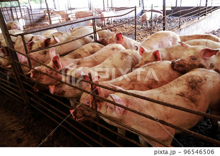 豚舎　豚　養豚 96546506