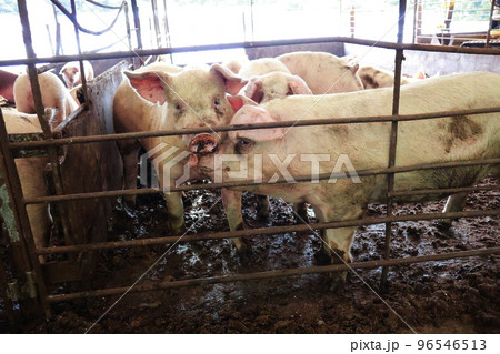 豚舎 豚 養豚 豚舎 豚 養豚 96546513