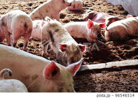 豚舎　豚　養豚 96546514