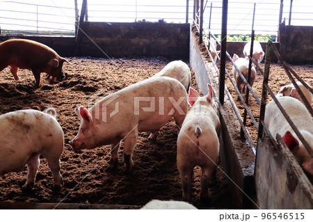 豚舎 豚 養豚 豚舎 豚 養豚 96546515