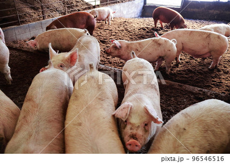 豚舎　豚　養豚 96546516