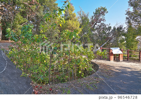 【大久野島の南部照明所跡 (軍事施設 遺跡)】 広島県竹原市忠海町 【大久野島の南部照明所跡 (軍事施設 遺跡)】 広島県竹原市忠海町 96546728