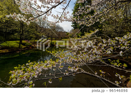港北ニュータウン・茅ヶ崎公園のサクラ 港北ニュータウン・茅ヶ崎公園のサクラ 96546898