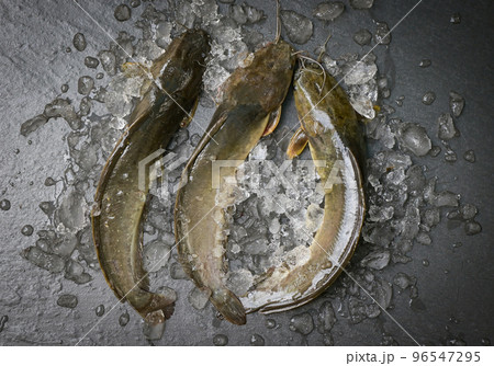 catfish on ice in the fish market, fresh raw catfish freshwater fish, catfish for cooking food fish catfish on ice in the fish market, fresh raw catfish freshwater fish, catfish for cooking food fish 96547295
