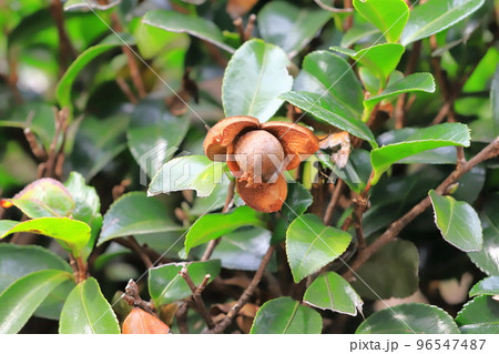 サザンカの割れた実と種(タネ) サザンカの割れた実と種(タネ) 96547487