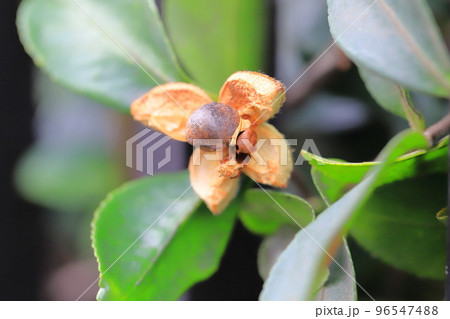 サザンカの割れた実と種（タネ） 96547488