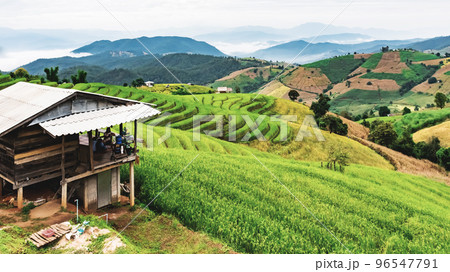 landscape of Rice terrace at Ban pa bong piang in Chiang mai Thailand 96547791