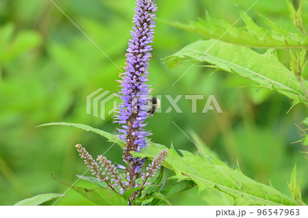 天空の花園 高山植物 クガイソウ 九蓋草 天空の花園 高山植物 クガイソウ 九蓋草 96547963