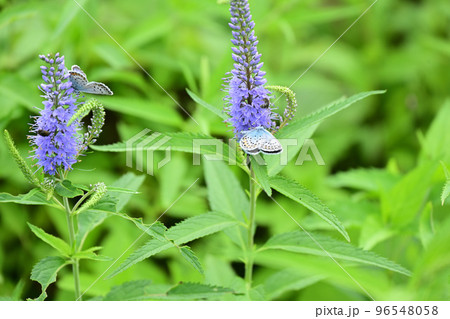 天空の花園　高山植物　クガイソウ　九蓋草　イカルスルリシジミ 96548058