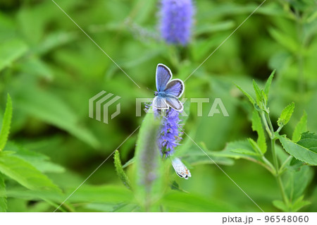 天空の花園　高山植物　クガイソウ　九蓋草　イカルスルリシジミ 96548060