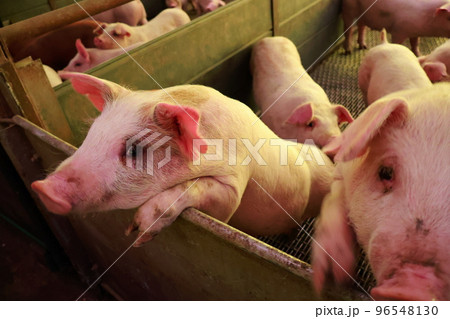 豚舎　子豚　養豚 96548130