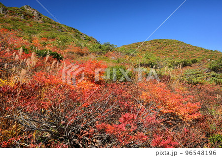 福島県二本松市 安達太良山登山道の分岐点峰の辻付近から見上げる矢筈森の紅葉 福島県二本松市 安達太良山登山道の分岐点峰の辻付近から見上げる矢筈森の紅葉 96548196