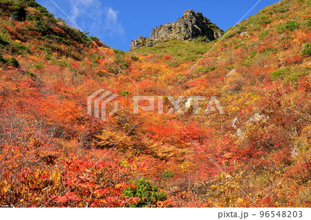 福島県二本松市　安達太良山登山道の分岐点峰の辻付近から見上げる矢筈森の紅葉 96548203