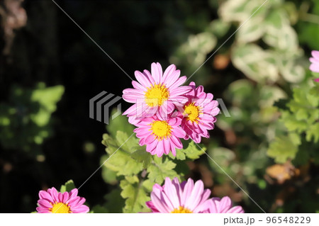 日本の秋の公園に咲くピンク色のスプレーギクの花 96548229
