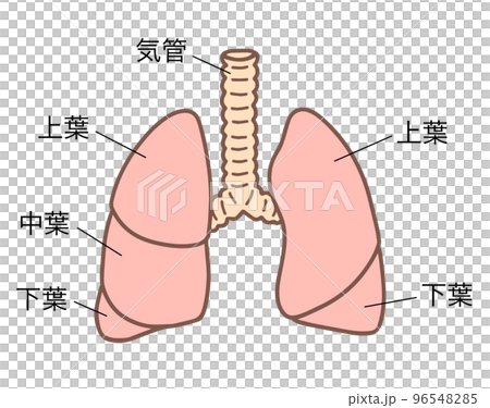 人体の肺、呼吸器、名称あり 96548285