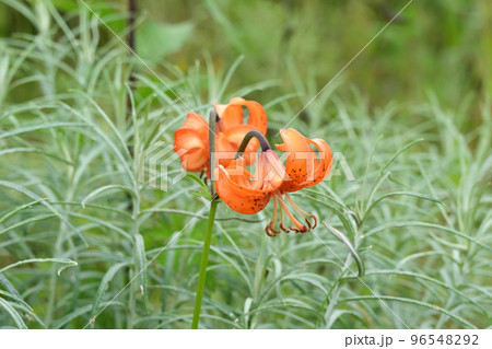 天空の花園　高山植物　コオニユリ　小鬼百合 96548292