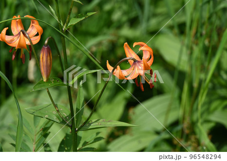 天空の花園 高山植物 コオニユリ 小鬼百合 天空の花園 高山植物 コオニユリ 小鬼百合 96548294