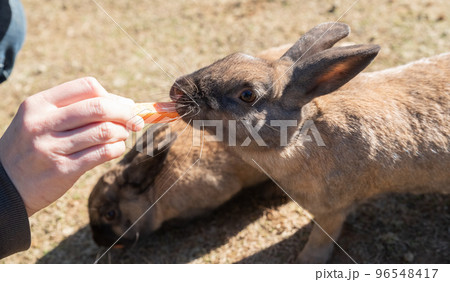 ウサギの餌やり 96548417