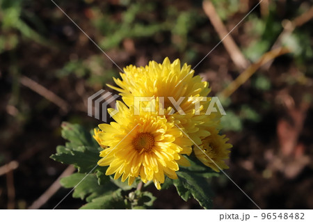 日本の秋の公園に咲く黄色いスプレーギクの花 96548482
