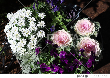葉牡丹を使った花の寄せ植え  96548678
