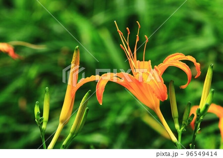 ニッコウキスゲ キスゲ デイリリー 96549414