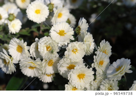 日本の秋の公園に咲く白いスプレーギクの花 96549738