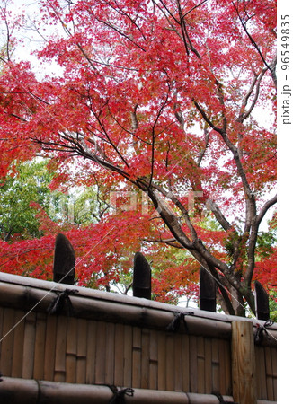 友泉亭公園の紅葉 友泉亭公園の紅葉 96549835