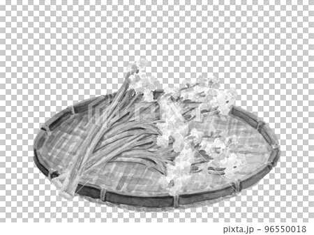 Ink painting style in a colander drawn in watercolor Monotone A kind of cauliflower Illustration of cauliflower White background 96550018