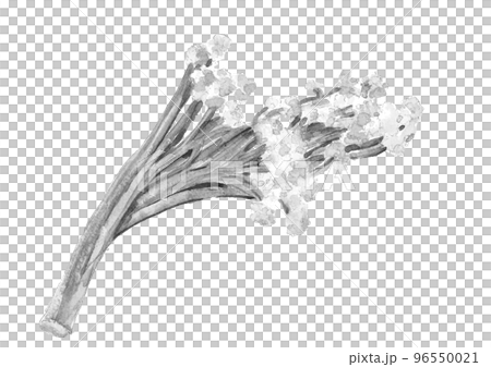 水彩で描いた水墨画風 モノトーンのカリフラワーの一種 カリフローレのイラスト 白バック 96550021