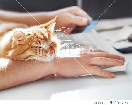 Man is typing at the computer keyboard. Cute ginger cat dozing on man's hand. Furry pet cuddling up to it's owner and getting in the way of his work. Freelance job. Man is typing at the computer keyboard. Cute ginger cat dozing on man's hand. Furry pet cuddling up to it's owner and getting in the way of his work. Freelance job. 96550277
