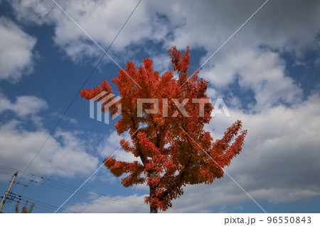 紅葉した樹木と空 96550843