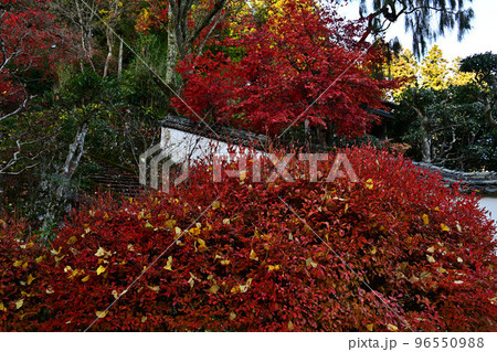 常勝寺の紅葉 96550988