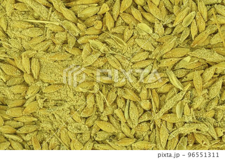 Full frame of rotten barley grains. Moldy barley grains. Mycotoxins - rotten barley grains. Rotten corn grains 96551311