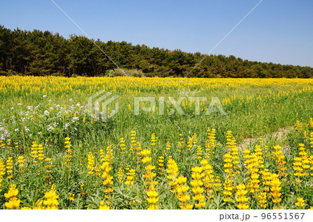 黄色の綺麗なルーピンの春 黄色の綺麗なルーピンの春 96551567
