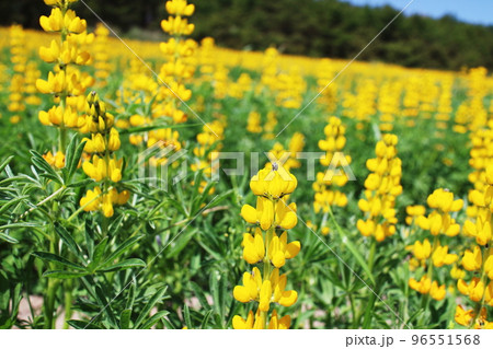 群生する黄色のルーピン 96551568