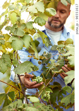 Farmer in his vineyard checking and protecting his products, grape fruit in Farm and product for wine. Farmer in his vineyard checking and protecting his products, grape fruit in Farm and product for wine. 96551617