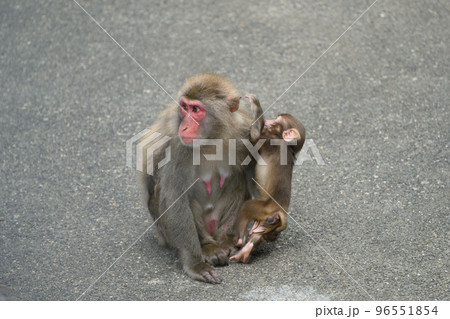 ニホンザルの親子 ニホンザルの親子 96551854