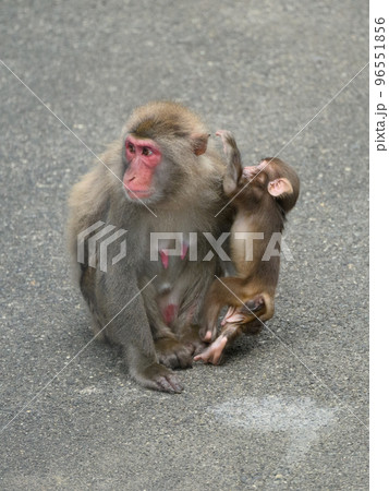 ニホンザルの親子 96551856