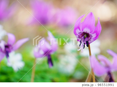 白いキクザキイチゲの中に咲くピンク色のカタクリの花 96551991