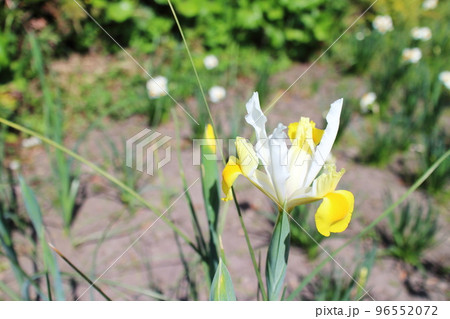 白いアイリスの綺麗な花 白いアイリスの綺麗な花 96552072
