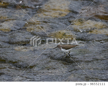 川の浅瀬のイソシギ 96552111