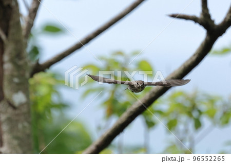 生き物 野鳥 エゾビタキ、体長約十五センチ。翼開長は二十六センチほど。小さな渡り鳥 生き物 野鳥 エゾビタキ、体長約十五センチ。翼開長は二十六センチほど。小さな渡り鳥 96552265