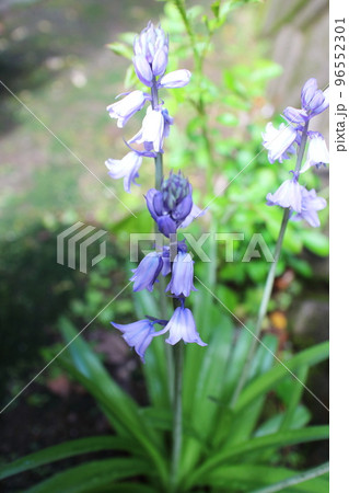 可愛いシラーカンパニュラータの花 可愛いシラーカンパニュラータの花 96552301